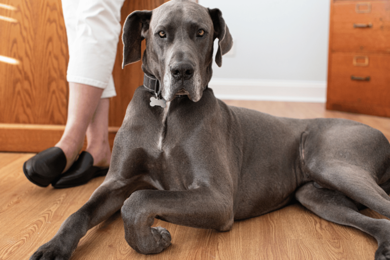 Dogue Alemão: o cão gigante mais amoroso que existe Pet Novittá