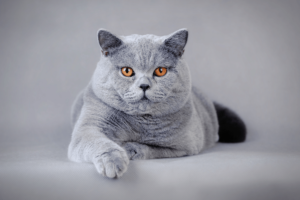 Gato British Shorthair